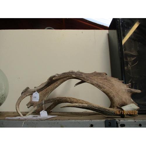 110 - A pair of deer antlers together with one other