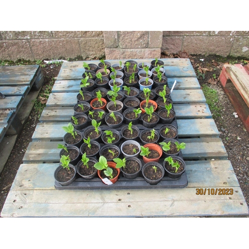 43 - Three trays of Broad Beans