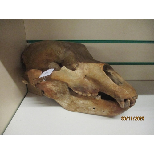 42 - A Fossil Cave Bear skull, Ursus spelaeus, from the Pleistocene period from Romania. Cave bears appea... 