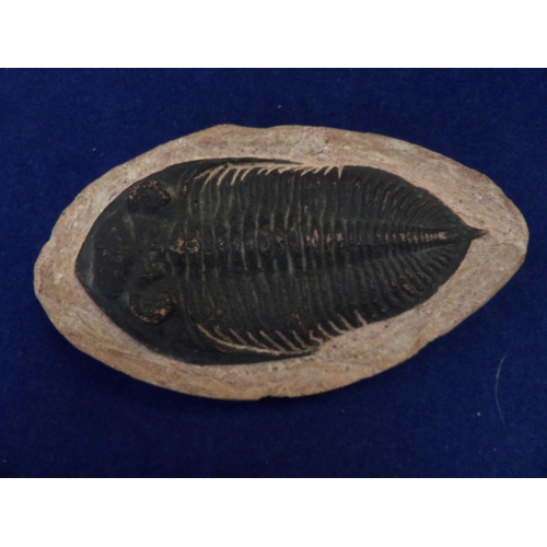 264 - A Trilobyte Zlichovaspis Rugosa fossil