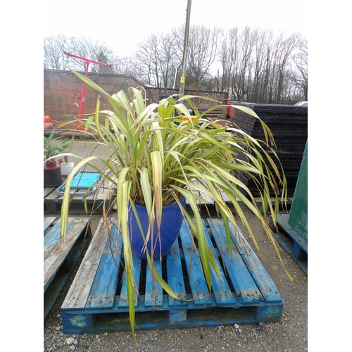 53 - A large Flax plant contained within a salt glazed stone ware planter