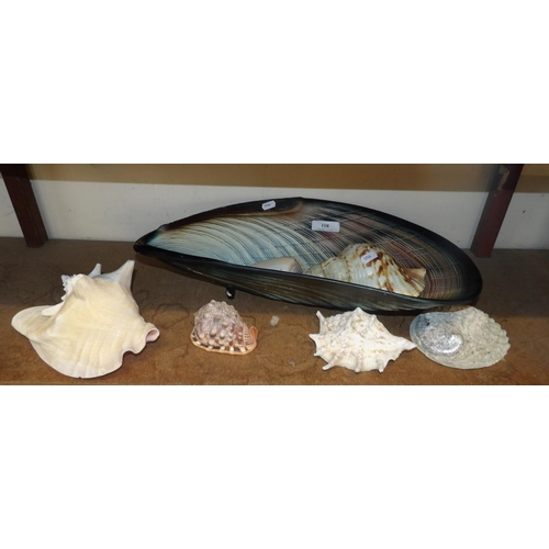 118 - A collection of various sea shells