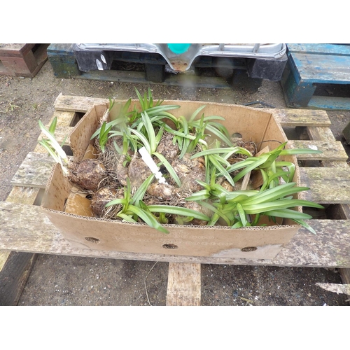 68 - A quantity of Jersey Lily bulbs