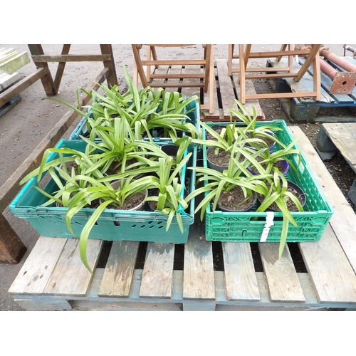 97 - Three trays of Agapanthus