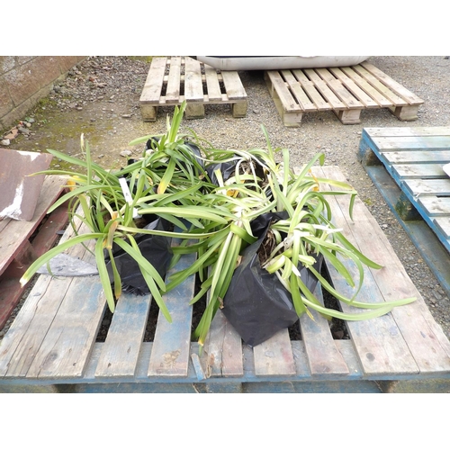 26 - A quantity of Agapanthus