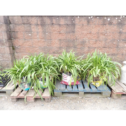 29 - A large quantity of Agapanthus