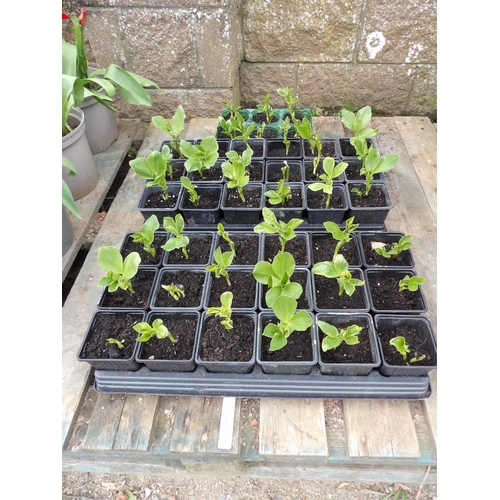 30 - Three trays of Broad Beans