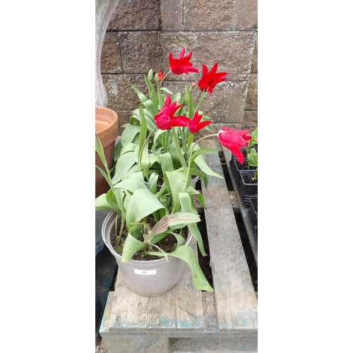 31 - Four potted Tulip