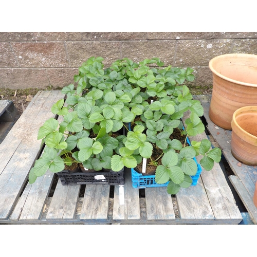 33 - Four trays of Strawberry plants 