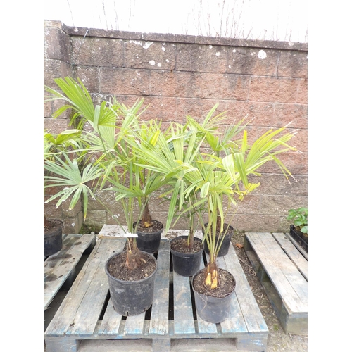 34 - Five mature potted Umbrella Palms