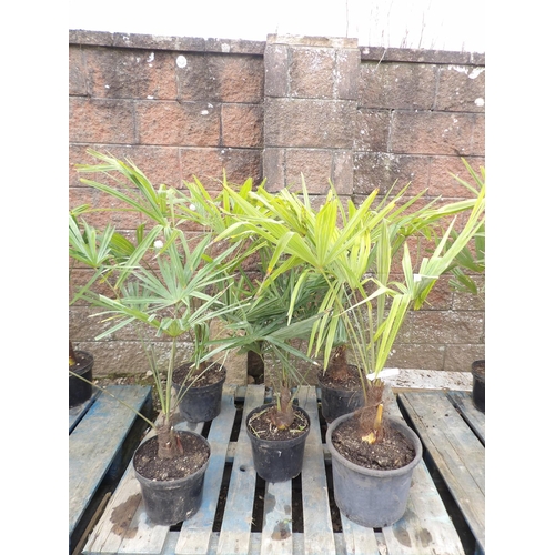 35 - Five mature potted Umbrella Palms