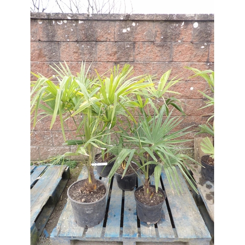 36 - Five mature potted Umbrella Palms