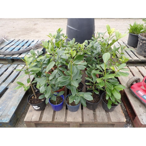 50 - Thirty potted Laurel shrubs