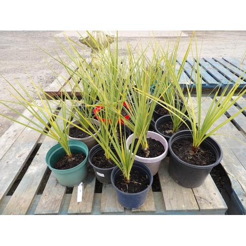 59 - Twenty potted Palm shrubs