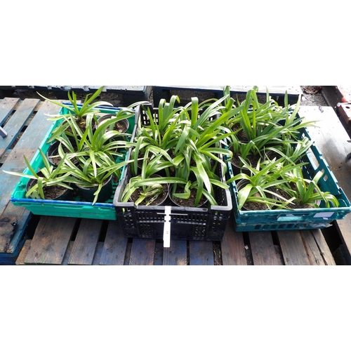 33 - Three trays of Agapanthus