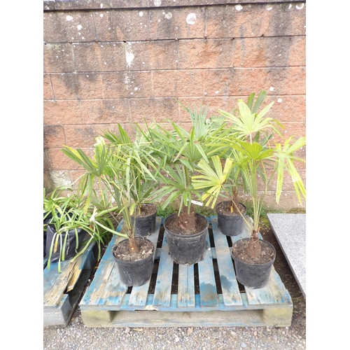 49 - Five potted mature palms