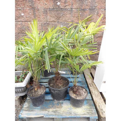 60 - Five potted mature palms