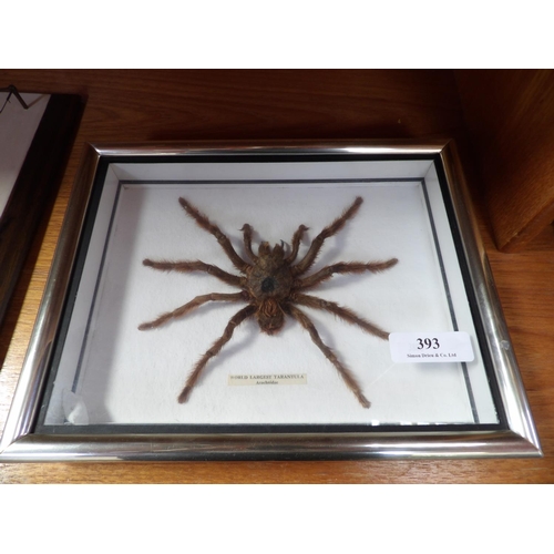 393 - A painting on slate, a framed and mounted Tarantula and a landscape painting