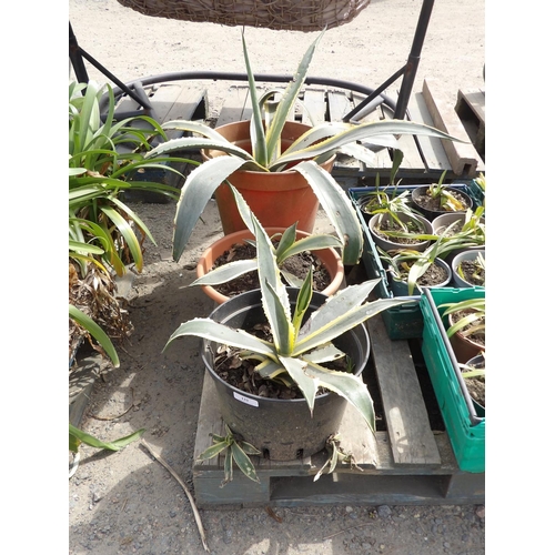 Three variegated Agave