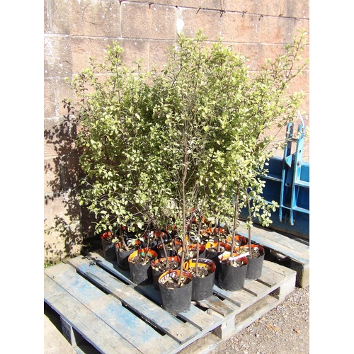 54 - Twenty potted Pittosporum hedging shrubs