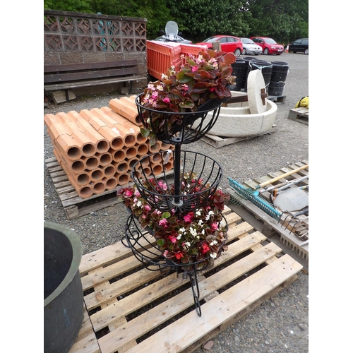 39 - A three tier metallic plant stand containing Begonia