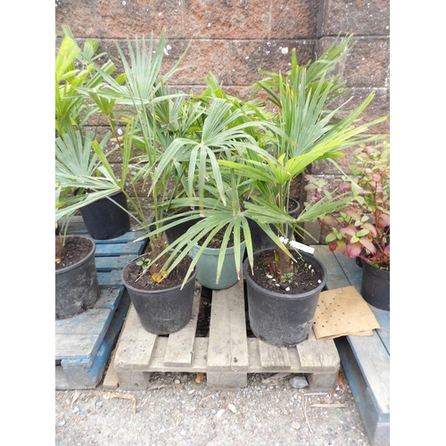 62 - Five mature potted Palms