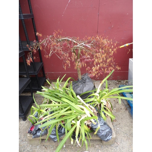 82 - An Acer together with a quantity of Agapanthus