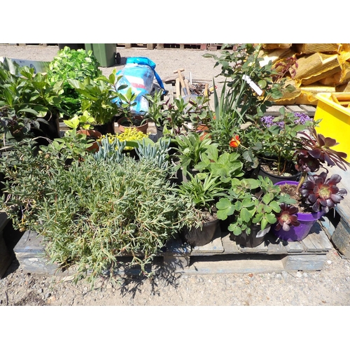 116 - An assortment of potted plants and shrubs