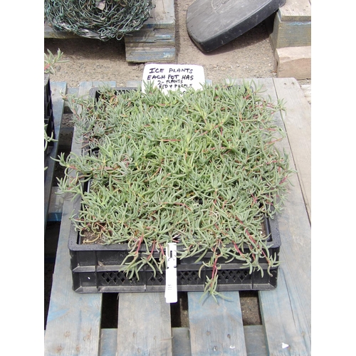 115 - A tray of twenty potted Ice Plants (two plants per pot), colour red and purple