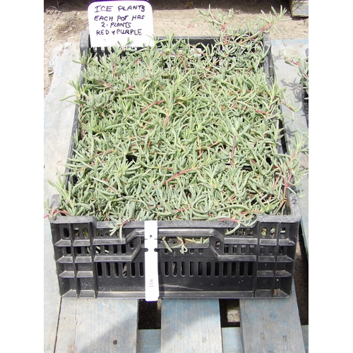 116 - A tray of twenty potted Ice Plants (two plants per pot), colour red and purple