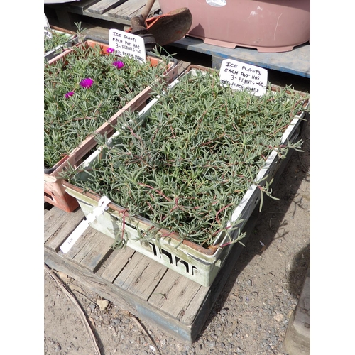 118 - A tray of twenty potted Ice Plants (two plants per pot), colour red and purple