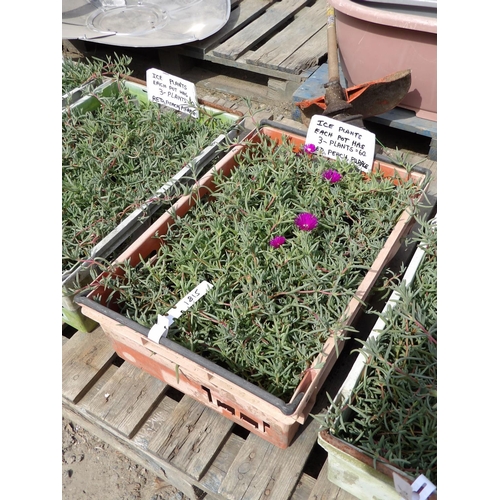 119 - A tray of twenty potted Ice Plants (two plants per pot), colour red and purple