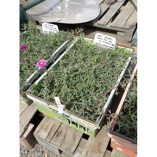 120 - A tray of twenty potted Ice Plants (two plants per pot), colour red and purple