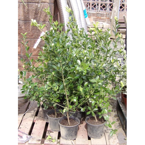 59 - Fourteen Griselinea hedging shrubs