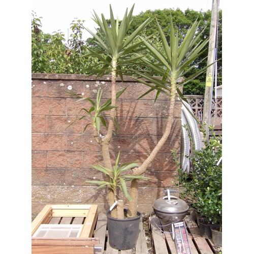 62 - A mature Yucca plant