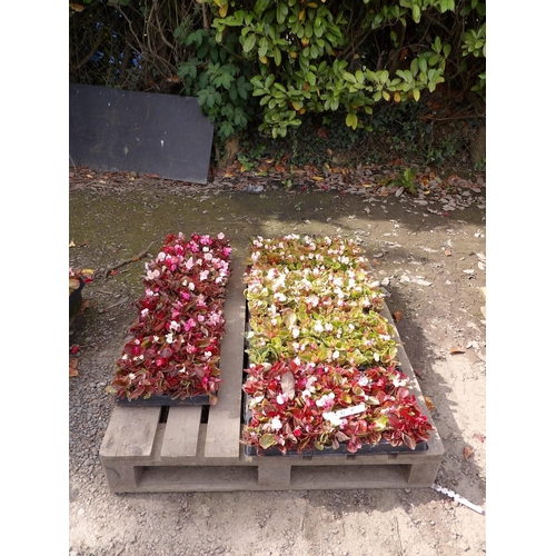 82 - Six trays of Begonia bedding plants