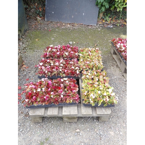 83 - Six trays of Begonia bedding plants