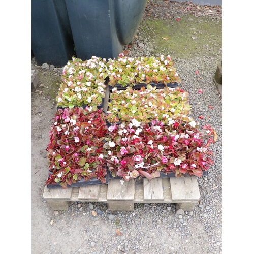 84 - Six trays of Begonia bedding plants