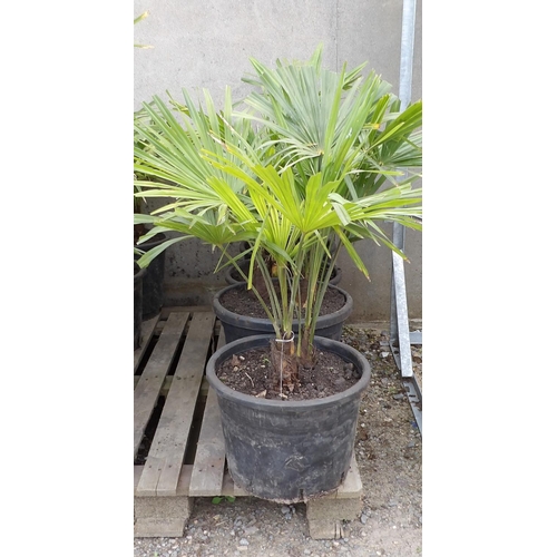 92 - Four potted mature Umbrella Palms