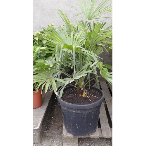 93 - Four potted mature Umbrella Palms