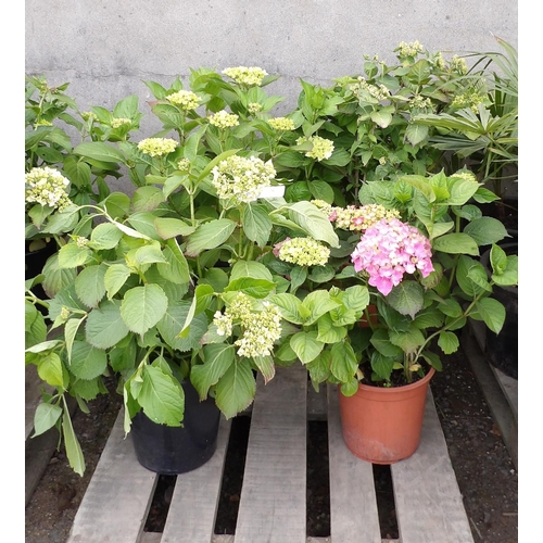 94 - Four potted mature Hydrangea shrubs