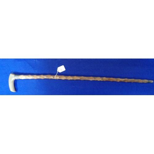 A vintage traditional Jersey tall jack cabbage walking stick