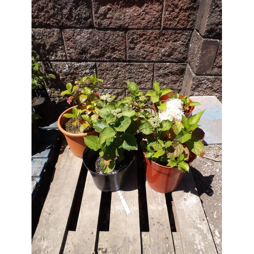 54 - Five potted Hydrangea shrubs