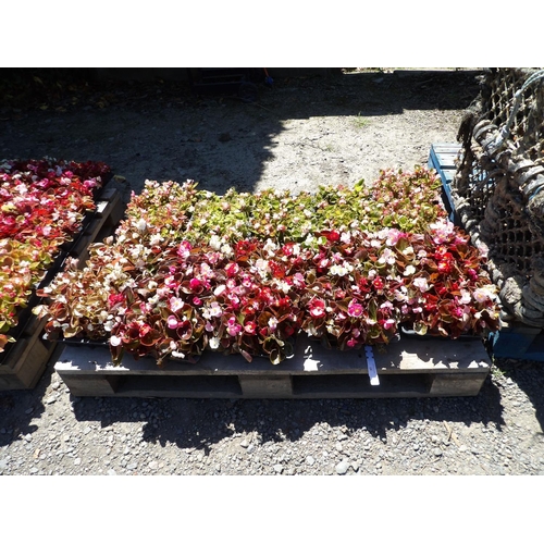 57 - Ten trays of Begonia bedding plants