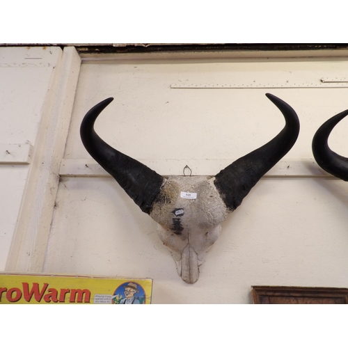 515 - A vintage animal skull and horns