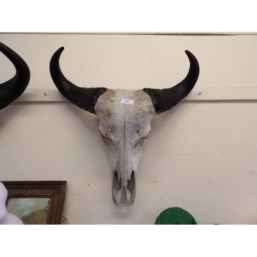 516 - A vintage animal skull and horns