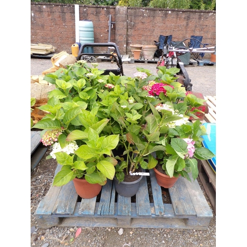 105 - Six potted mature Hydrangea shrubs