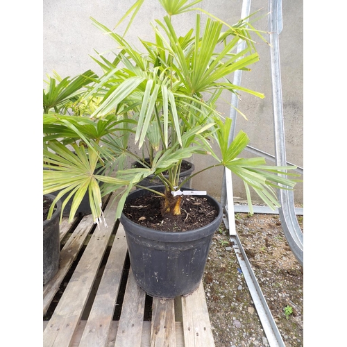 81 - Two potted mature Umbrella Palms