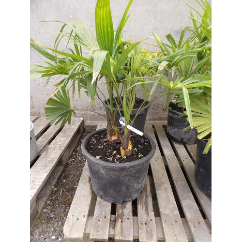 82 - Two mature potted Umbrella Palms