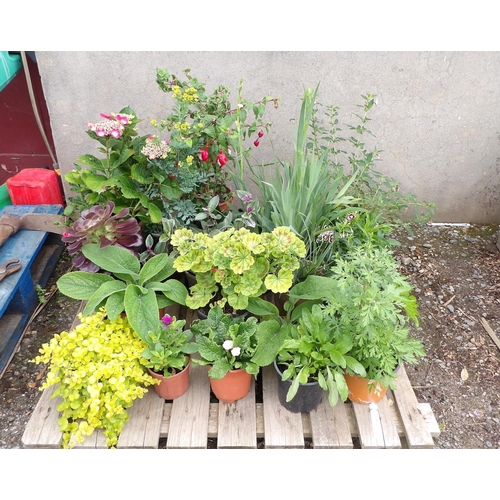 85 - An accumulation of potted shrubs and plants